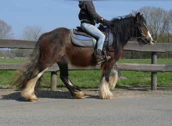 Gypsy Horse, Gelding, 3 years, 12.2 hh, Brown