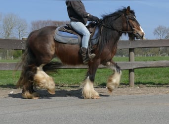 Gypsy Horse, Gelding, 3 years, 12.2 hh, Brown