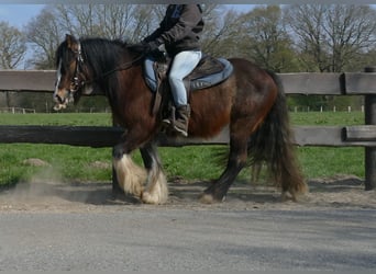 Gypsy Horse, Gelding, 3 years, 12.2 hh, Brown