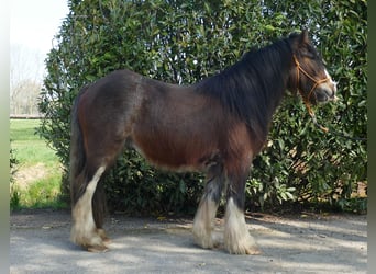 Gypsy Horse, Gelding, 3 years, 12.2 hh, Brown