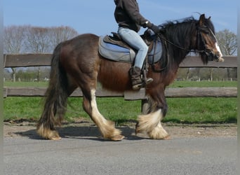 Gypsy Horse, Gelding, 3 years, 12.2 hh, Brown