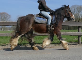 Gypsy Horse, Gelding, 3 years, 12.2 hh, Brown