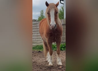 Gypsy Horse, Gelding, 3 years, 12.2 hh, Brown-Light