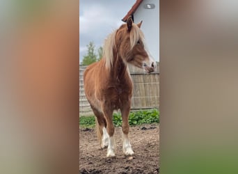 Gypsy Horse, Gelding, 3 years, 12.2 hh, Brown-Light