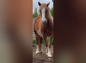 Gypsy Horse, Gelding, 3 years, 12.2 hh, Brown-Light