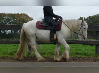 Gypsy Horse, Gelding, 3 years, 12.2 hh, Champagne