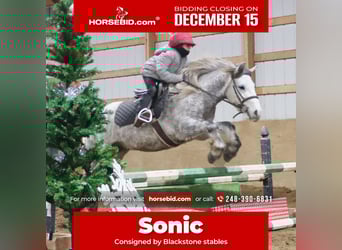 Gypsy Horse, Gelding, 3 years, 12.2 hh, Grey