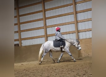 Gypsy Horse, Gelding, 3 years, 12.2 hh, Grey