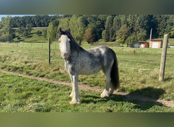 Gypsy Horse, Gelding, 3 years, 12.2 hh, Sabino