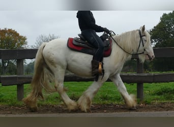 Gypsy Horse, Gelding, 3 years, 12,2 hh, Champagne