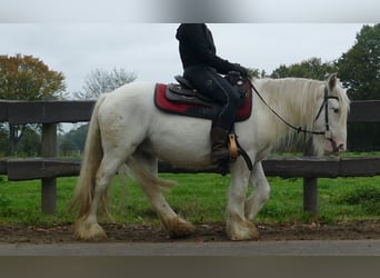 Gypsy Horse, Gelding, 3 years, 12,2 hh, Champagne