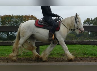 Gypsy Horse, Gelding, 3 years, 12,2 hh, Champagne