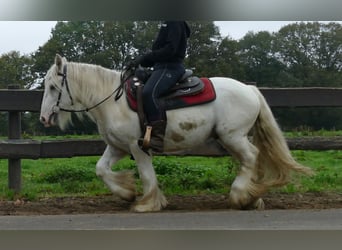 Gypsy Horse, Gelding, 3 years, 12,2 hh, Champagne