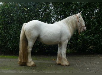 Gypsy Horse, Gelding, 3 years, 12,2 hh, Champagne