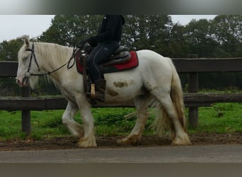 Gypsy Horse, Gelding, 3 years, 12,2 hh, Champagne