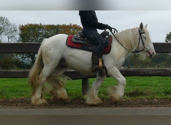Gypsy Horse, Gelding, 3 years, 12,2 hh, Champagne