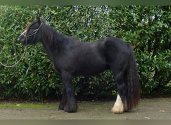 Gypsy Horse, Gelding, 3 years, 13.1 hh, Black