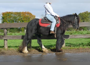 Gypsy Horse, Gelding, 3 years, 13.1 hh, Black