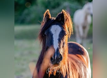 Gypsy Horse, Gelding, 3 years, 13.1 hh, Smoky-Black