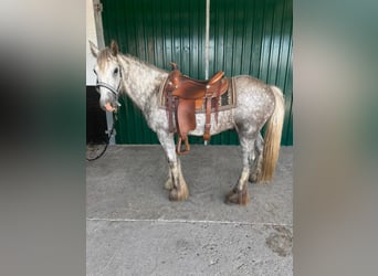 Gypsy Horse, Gelding, 3 years, 13.2 hh, Grey-Dapple