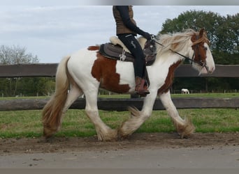 Tinker, Wallach, 3 Jahre, 13,2 hh, Schecke