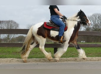 Gypsy Horse, Gelding, 3 years, 13.2 hh, Pinto