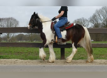 Gypsy Horse, Gelding, 3 years, 13.2 hh, Pinto