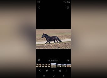 Gypsy Horse Mix, Gelding, 3 years, 13.3 hh, Black