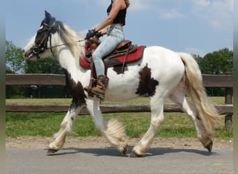 Gypsy Horse, Gelding, 3 years, 13.3 hh, Pinto