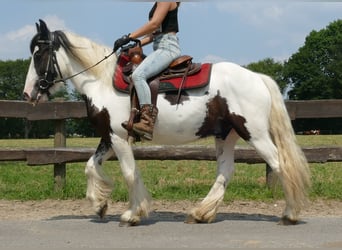 Gypsy Horse, Gelding, 3 years, 13.3 hh, Pinto