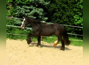 Gypsy Horse, Gelding, 3 years, 13 hh, Black