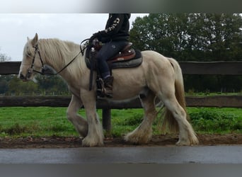 Gypsy Horse, Gelding, 3 years, 13,1 hh, Palomino