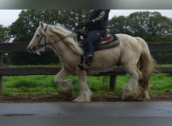 Gypsy Horse, Gelding, 3 years, 13,1 hh, Palomino