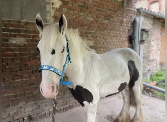 Gypsy Horse, Gelding, 3 years, 13,1 hh, Pinto