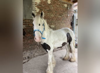 Gypsy Horse, Gelding, 3 years, 13,1 hh, Pinto