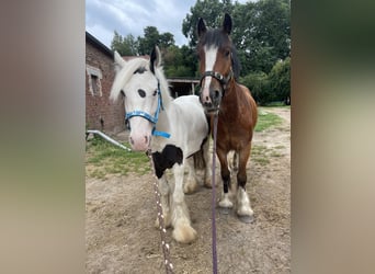 Gypsy Horse, Gelding, 3 years, 13,1 hh, Pinto