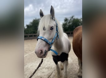 Gypsy Horse, Gelding, 3 years, 13,1 hh, Pinto