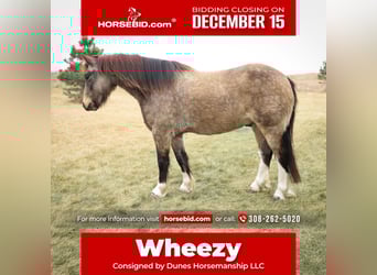 Gypsy Horse Mix, Gelding, 3 years, 13,2 hh, Buckskin