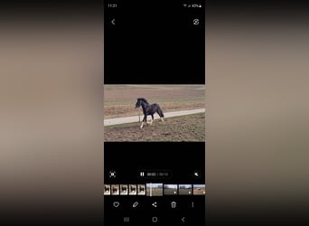 Gypsy Horse Mix, Gelding, 3 years, 13,3 hh, Black