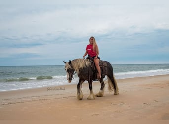 Gypsy Horse, Gelding, 3 years, 13,3 hh