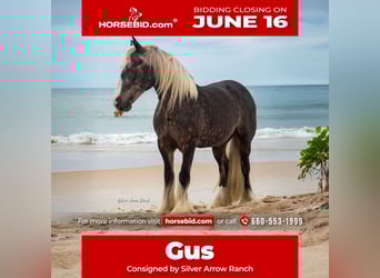 Gypsy Horse, Gelding, 3 years, 13,3 hh