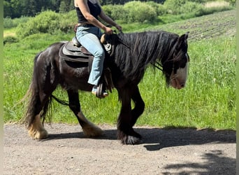 Gypsy Horse, Gelding, 3 years, 14.1 hh, Black