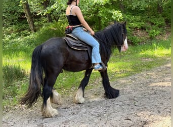 Gypsy Horse, Gelding, 3 years, 14.1 hh, Black