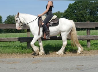 Tinker, Wallach, 3 Jahre, 14,1 hh, Schimmel