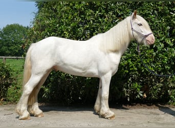 Tinker, Wallach, 3 Jahre, 14,1 hh, Schimmel