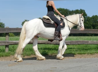 Tinker, Wallach, 3 Jahre, 14,1 hh, Schimmel