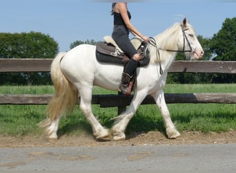 Tinker, Wallach, 3 Jahre, 14,1 hh, Schimmel