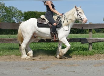 Tinker, Wallach, 3 Jahre, 14,1 hh, Schimmel