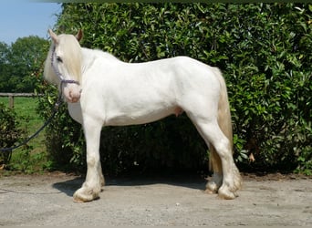 Tinker, Wallach, 3 Jahre, 14,1 hh, Schimmel