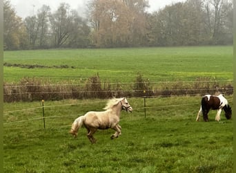 Gypsy Horse, Gelding, 3 years, 14,1 hh, Palomino